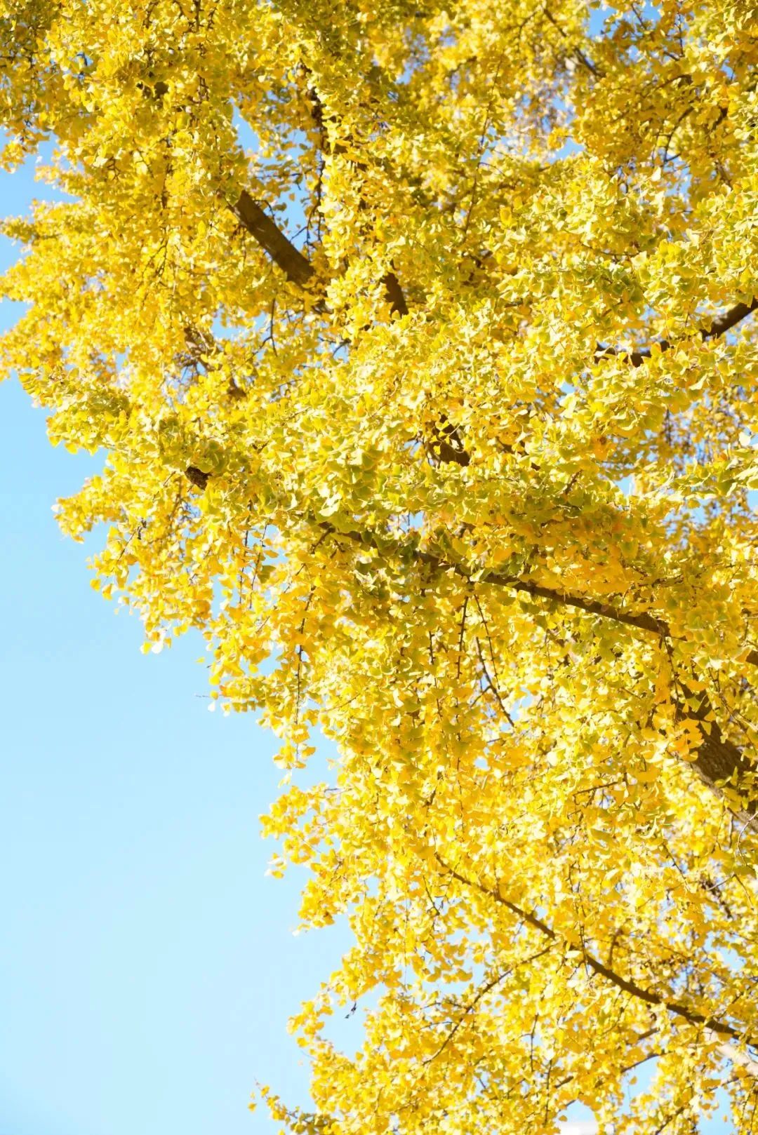 汉阳新城,永丰新城区俯瞰