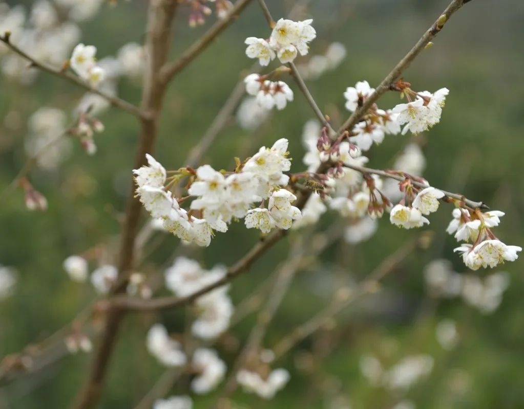 2024年蒲江樱花节,蒲江樱桃花节