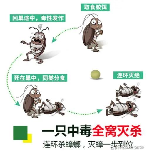 杀虫剂杀蟑螂最有效的方法,蟑螂杀虫剂是怎么灭蟑螂的