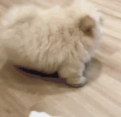 狗中大熊猫——松狮犬，丝毫不输国外犬