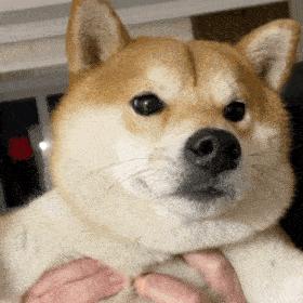 多年养狗经验总结新手必看,养狗10年才知道狗狗的3种居家检查