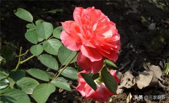 20种月季花图片大全,介绍月季花方法