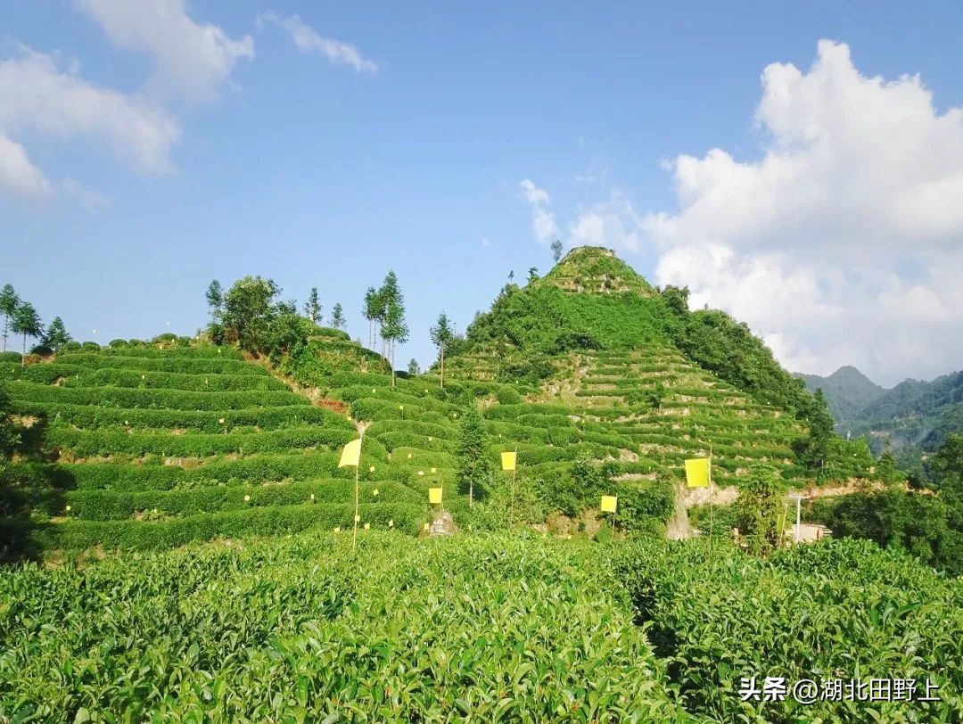 陆羽茶产业,陆羽文化茶产业