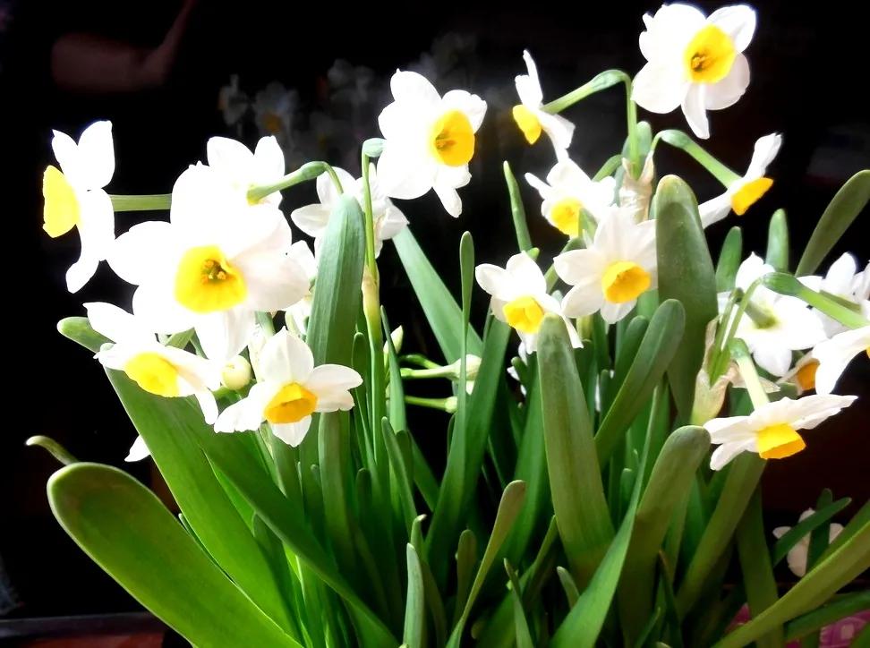 古诗词中的水仙花：飘零尘俗客再见水仙花