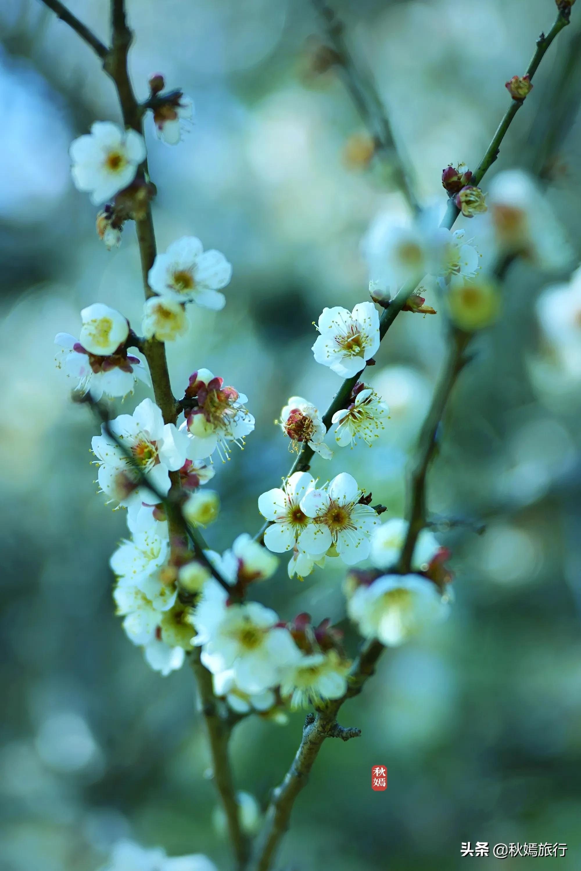 春染虎丘图片,虞山脚下的美丽小城常熟风景