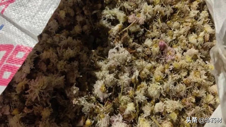 12月27日中药材市场快讯：连翘、柴胡、山楂、僵蚕、板蓝根、菊花