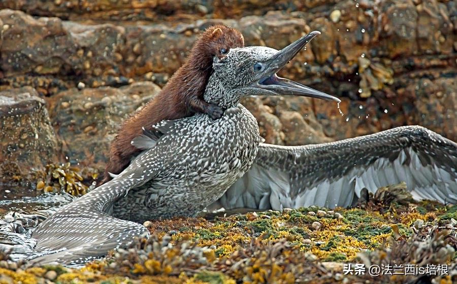 野生水貂捕鱼视频,吉林发现野生水貂