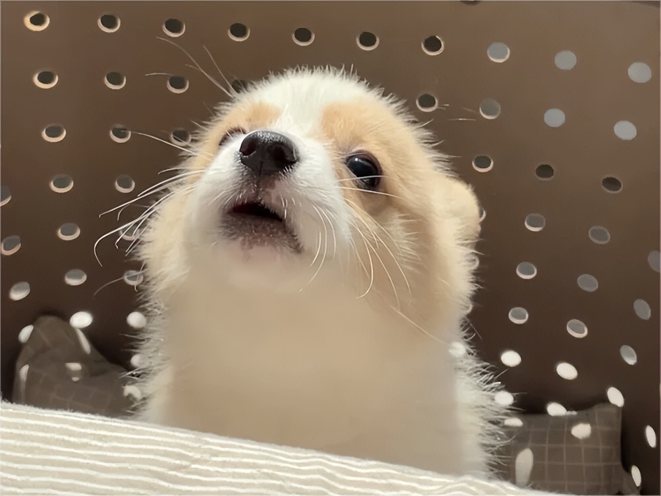 普安特宠物药解答：狗狗的结膜炎和角膜炎有什么区别