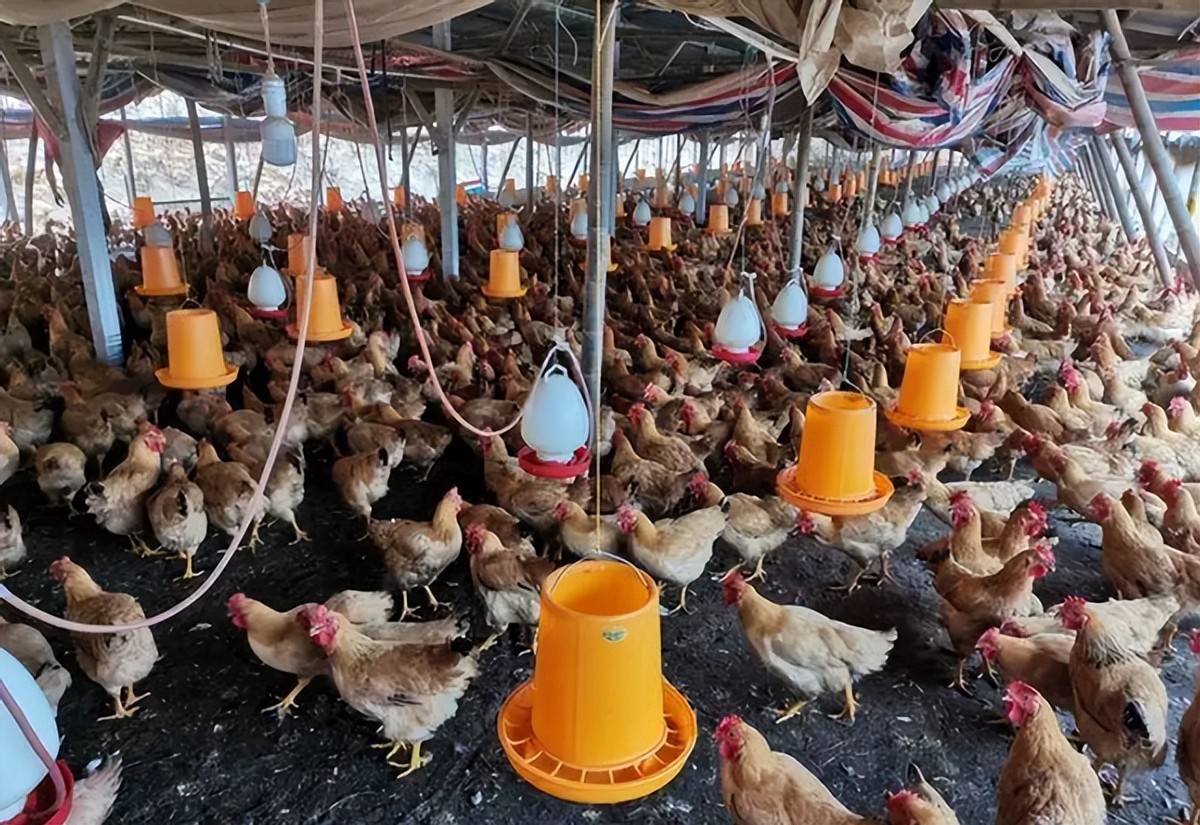 1996年，欧洲姑娘嫁山东小伙，养鸡致富，培养双胞胎女儿北影毕业