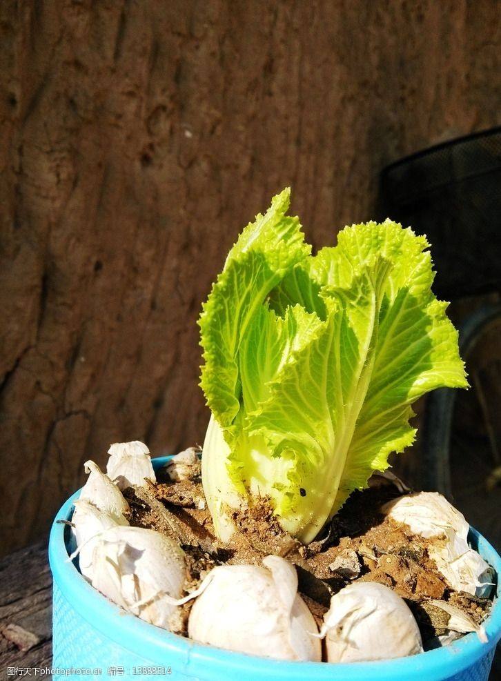 适合冬季种的绿色蔬菜,冬季可以种植的耐寒蔬菜盘点