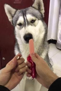 幼犬第一次驱虫的时间,幼犬生下来第一次驱虫什么时候做