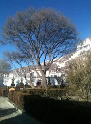 高反头痛欲裂咳嗽流鼻涕,高反头痛吐怎么办