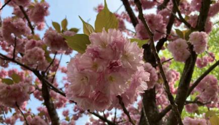 广州有几个医科大医院,广州新成立的医科大学