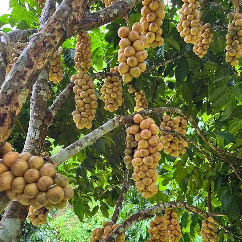 泰好吃榴莲拿货,泰好吃生鲜工厂店