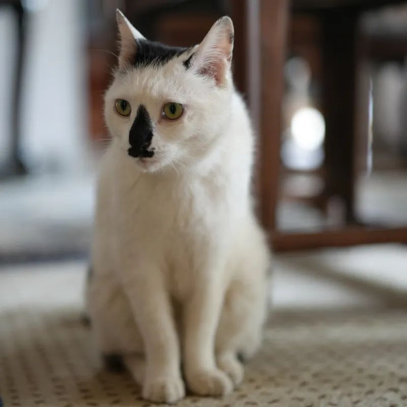 让小猫咪来治愈你,小猫咪可以治愈一切不开心的事情