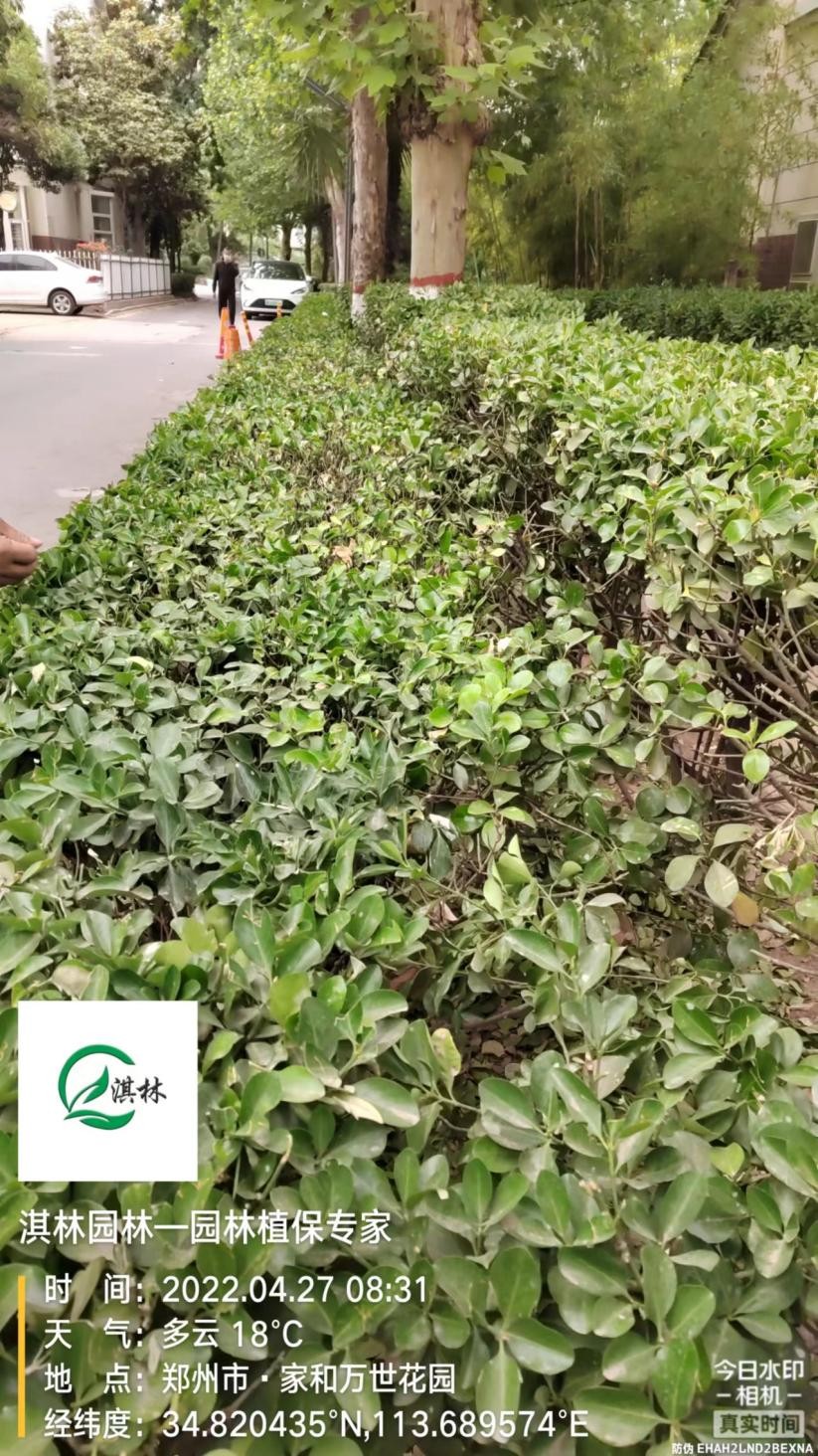 大叶黄杨白腐病,大叶黄杨白粉病怎么治理