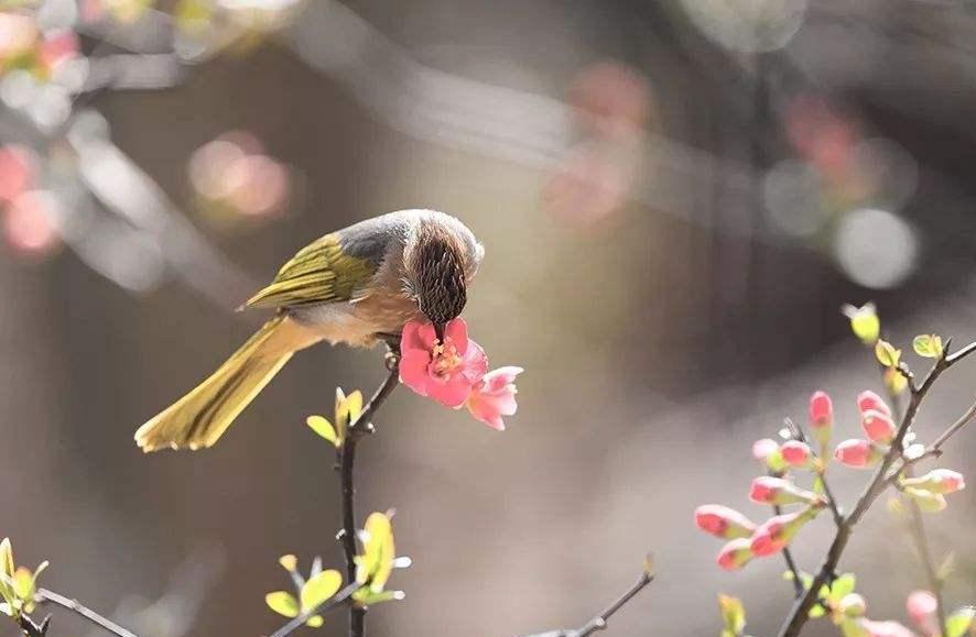 山青的古诗词,诗句中有山青花欲燃的句子