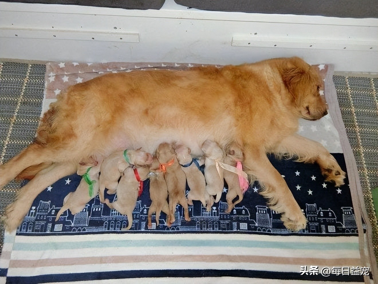 金毛生一窝19只,金毛一胎生了20只小奶狗