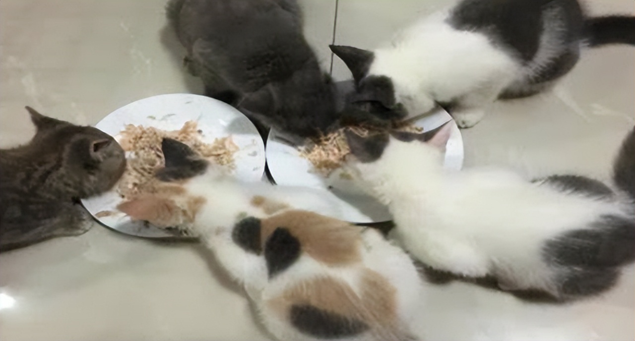 自制猫咪饮食最佳搭配,自制超简单的猫咪美食