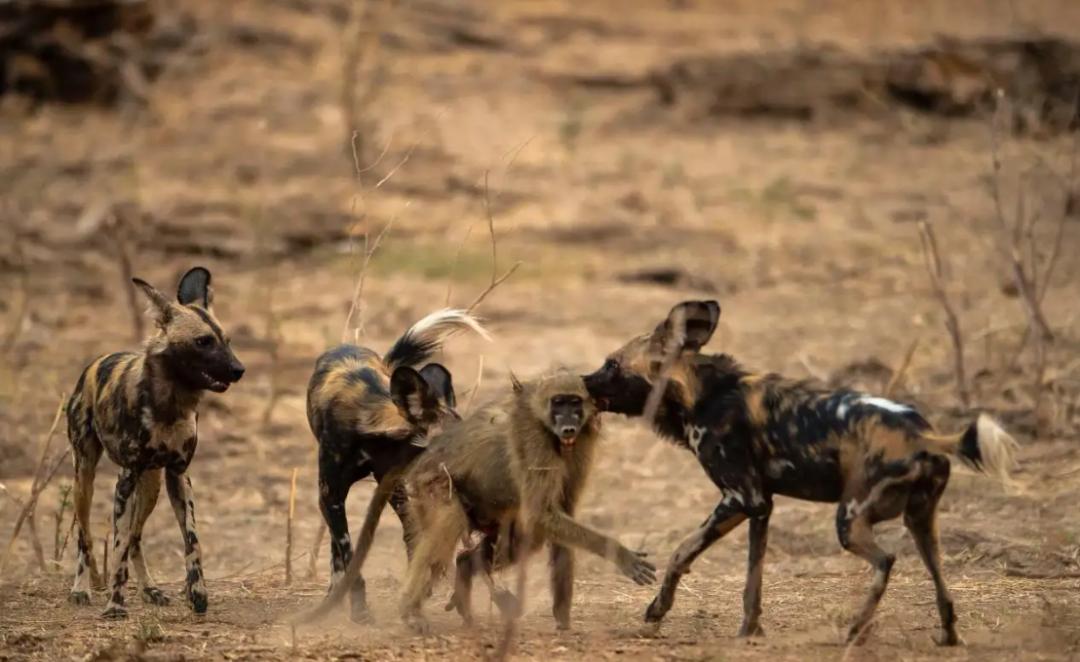 进击的狗群：非洲野狗在三年内，干掉了五十多只狒狒