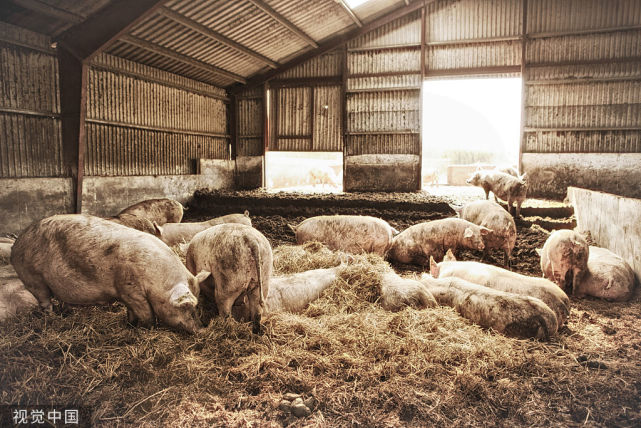 猪严重气喘又不吃料用什么药,猪喘气不畅最佳治疗方案