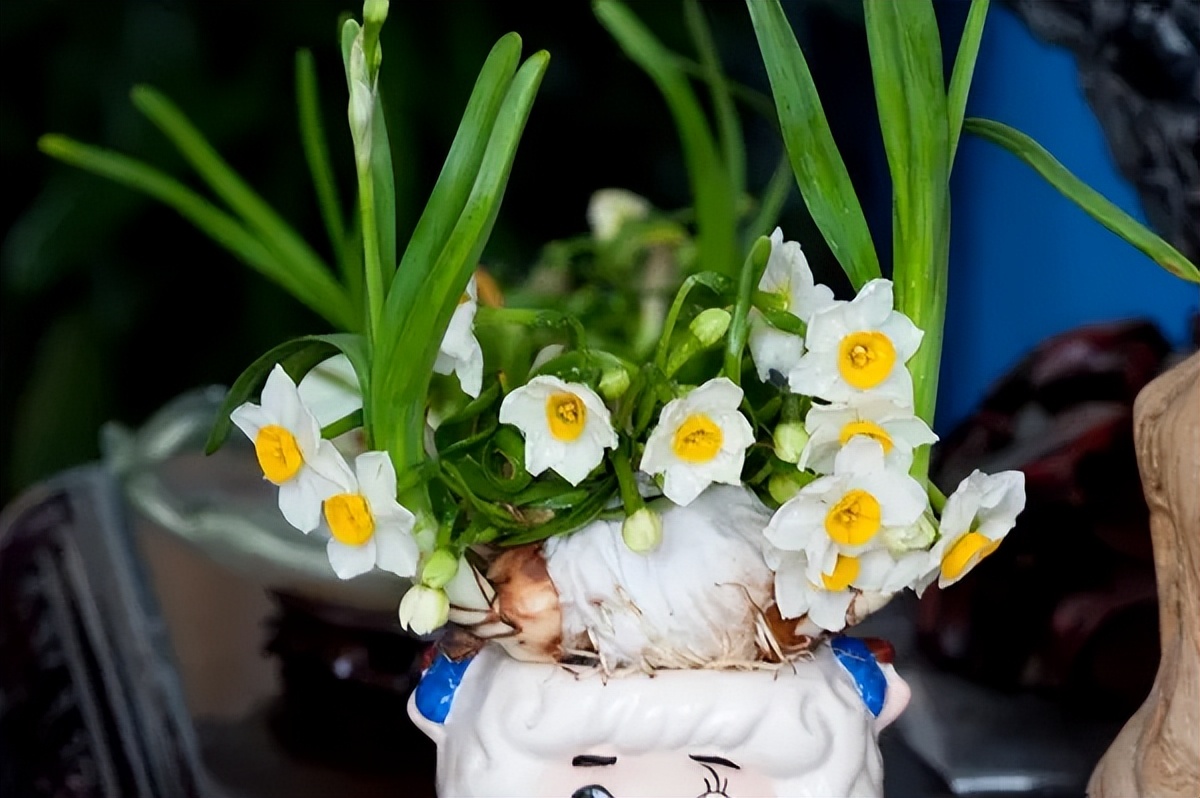 这3种花再好看也别养,5种花有毒最好不要养