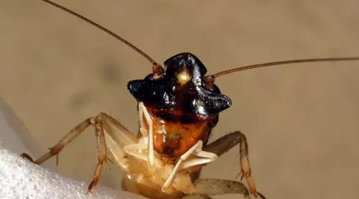 靴城童趣4：蛐蛐是中华斗蟋，猴儿头是长颚斗蟋，棺材盖是棺头蟋