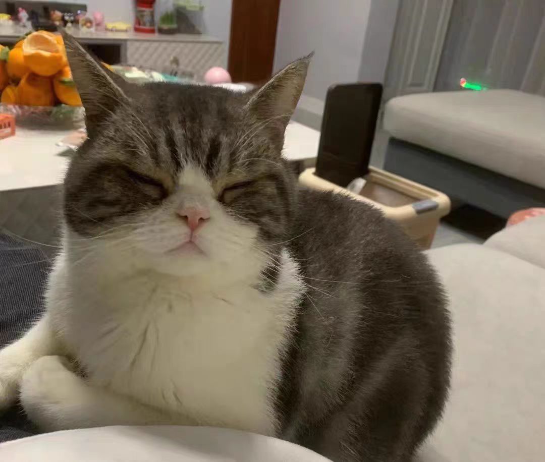 母猫吃什么猫粮好？母猫适合吃什么猫粮？