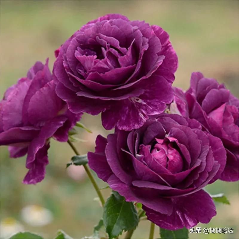 赏心悦目的花朵，风采万千，千姿百态，魅力无限，太美了