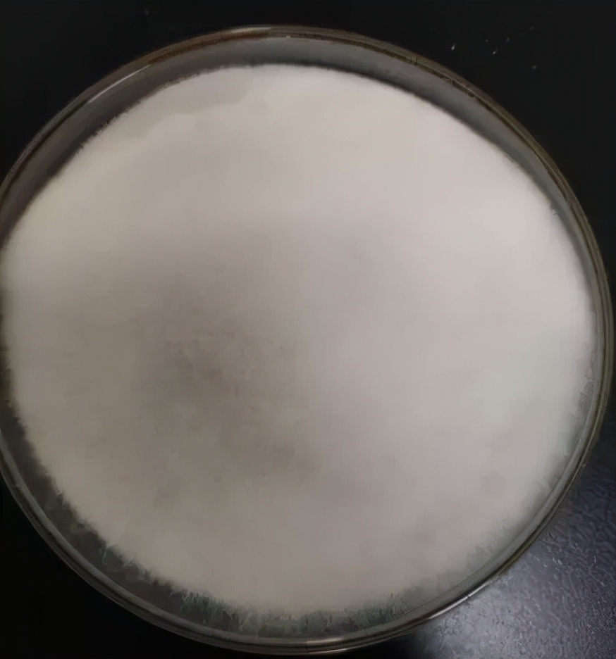 水产养殖霉菌怎么处理,水产养殖杀水霉方法