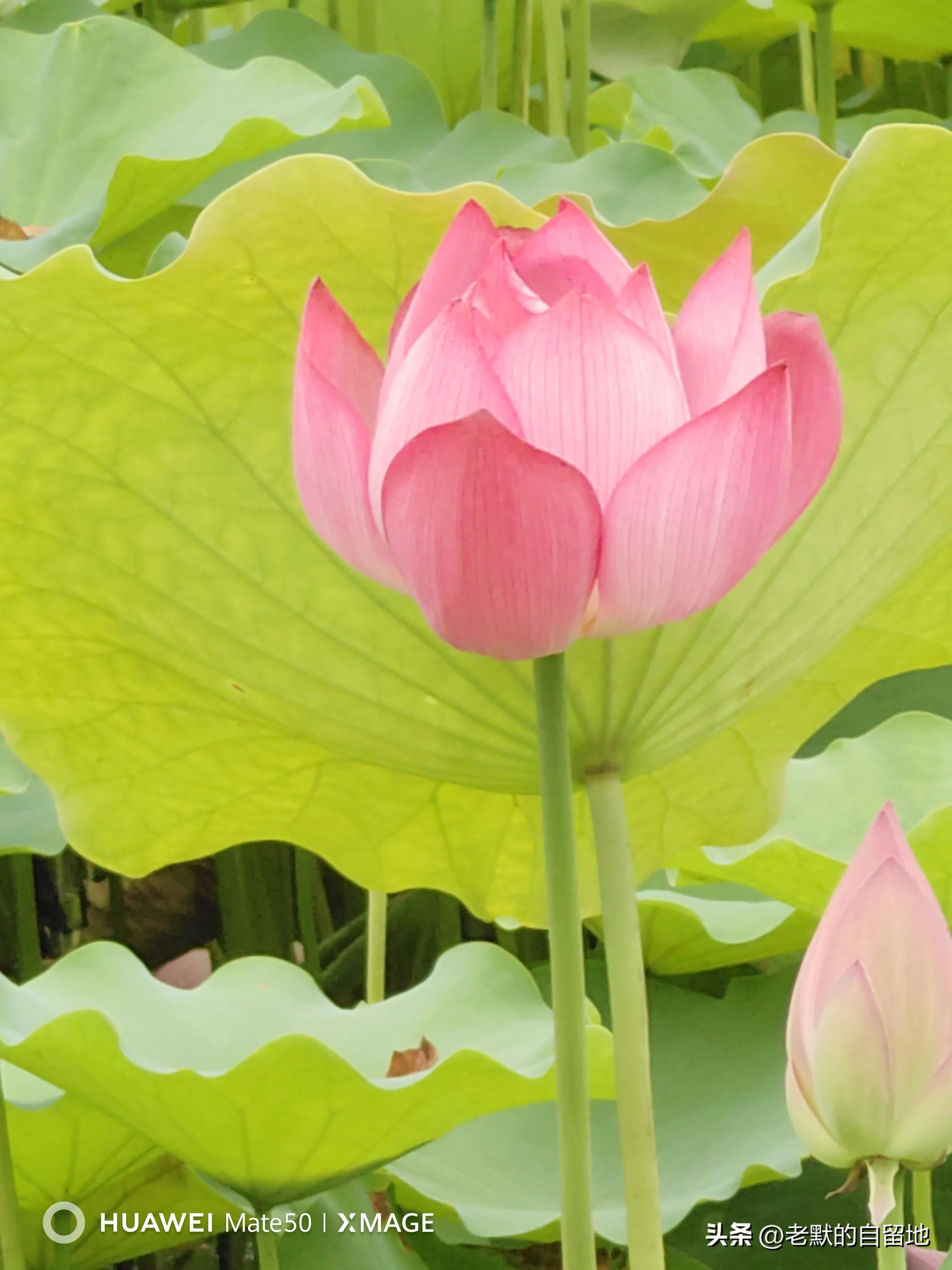 郑州市省实验小学好不好,郑州实验小学