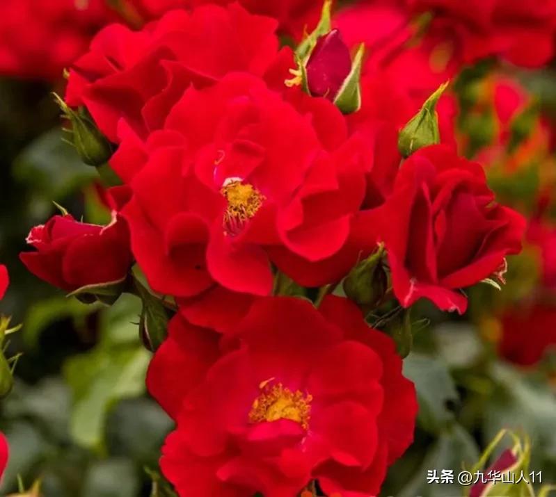 月季adr品种是什么意思,获得adr奖的月季品种