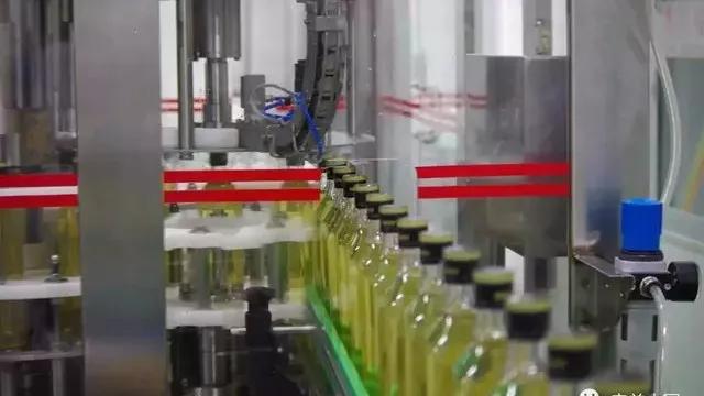 东方树油茶,油茶树哪个品种产油最高