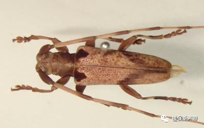 蛀干害虫为害症状识别,什么是蛀干害虫