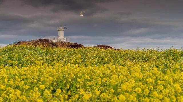 韩国花田美景图,韩国最美花海