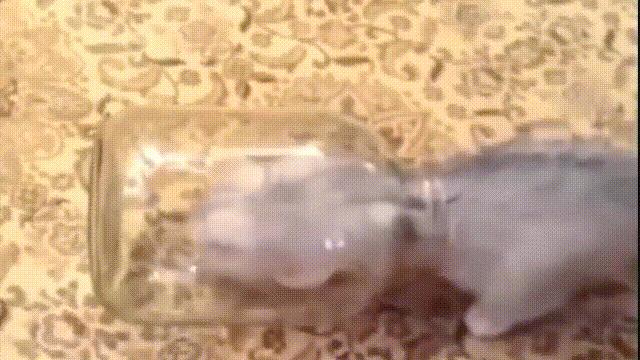 液体猫是真的吗,为什么都说猫咪是液体猫