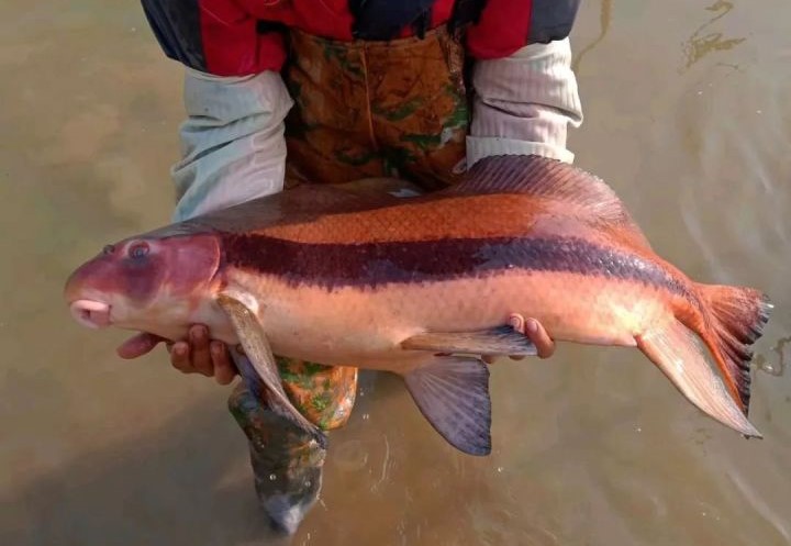 可以放心吃的几种野生鱼,野生鱼哪些地方不可以吃