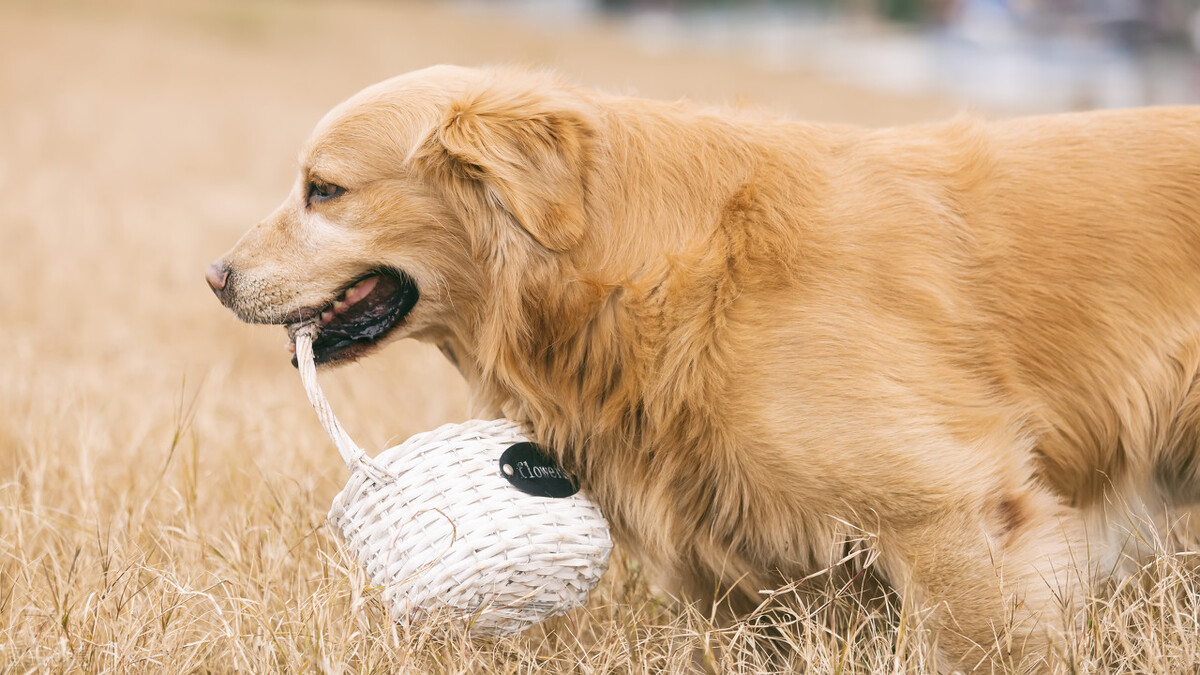 金毛狗狗视频,金毛犬