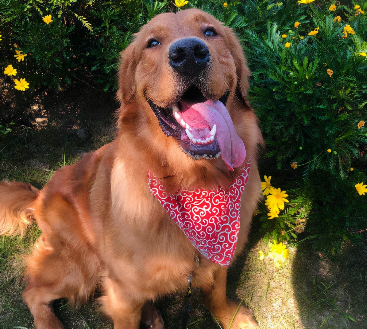 狗界中最通人性的5种狗,狗界最“通人性”的3种狗