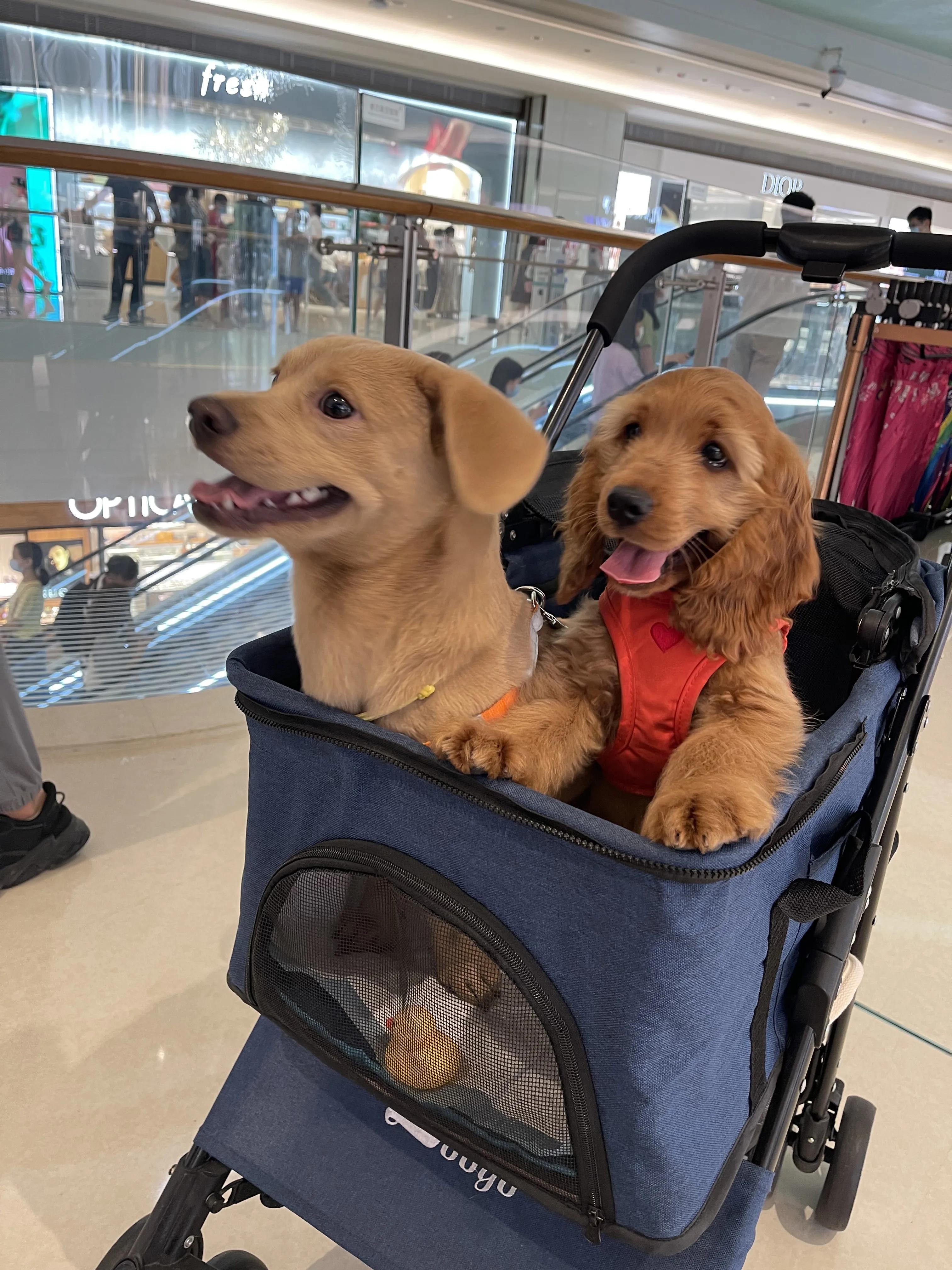 我不是金毛，是英国可卡犬—水煎包的自我介绍,包子麻麻的讲述