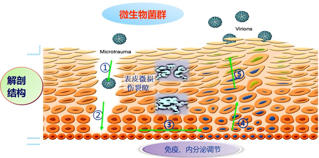 派特灵生物,派特灵生物讲解