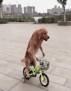 狗狗开始厌食是怎么了,狗狗厌食吃草