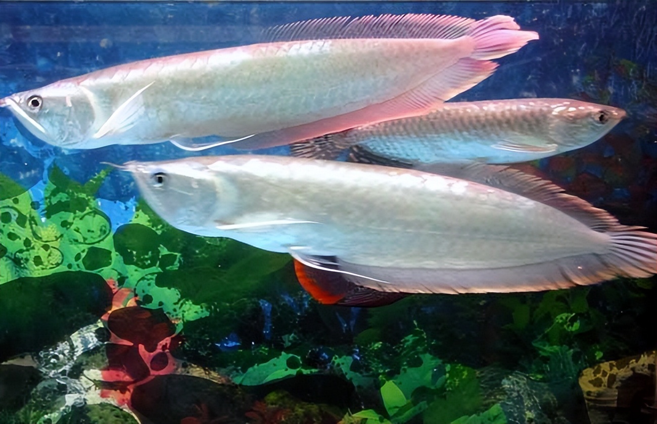 银龙鱼幼苗怎么养及喂养技巧,银龙鱼的饲养条件苛刻吗