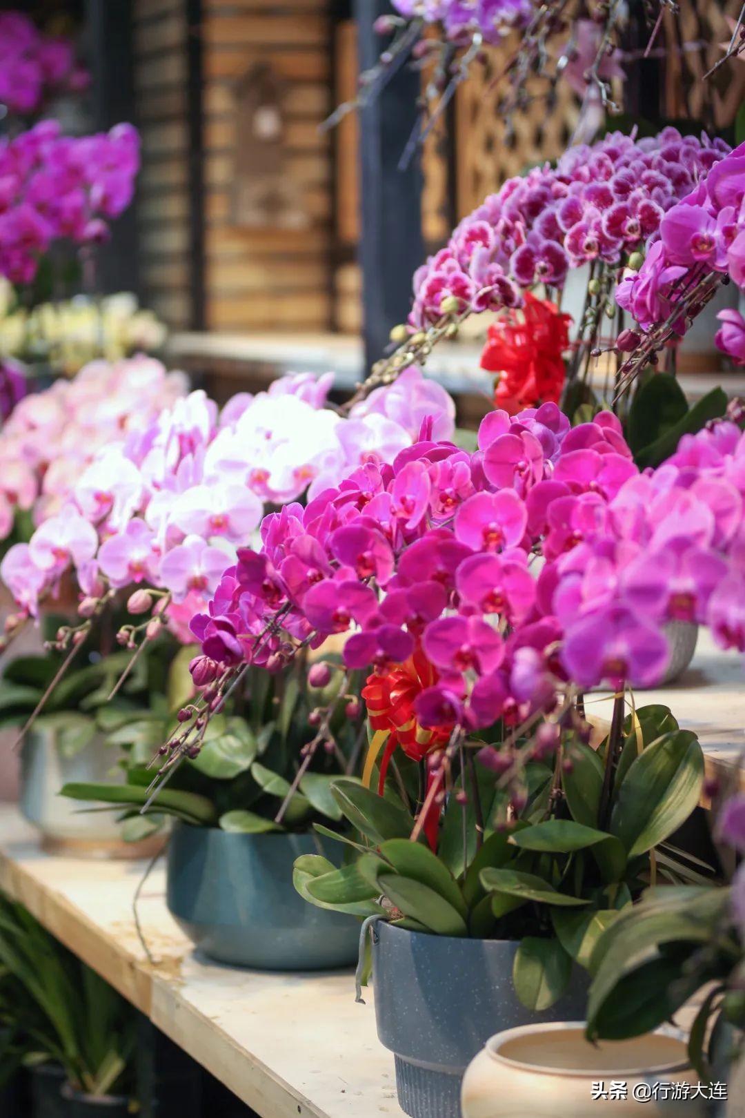 大连花市哪里最好玩,大连的花市有哪些