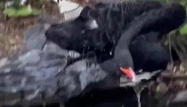 QQ紧急公告：封停！【新闻早七点】