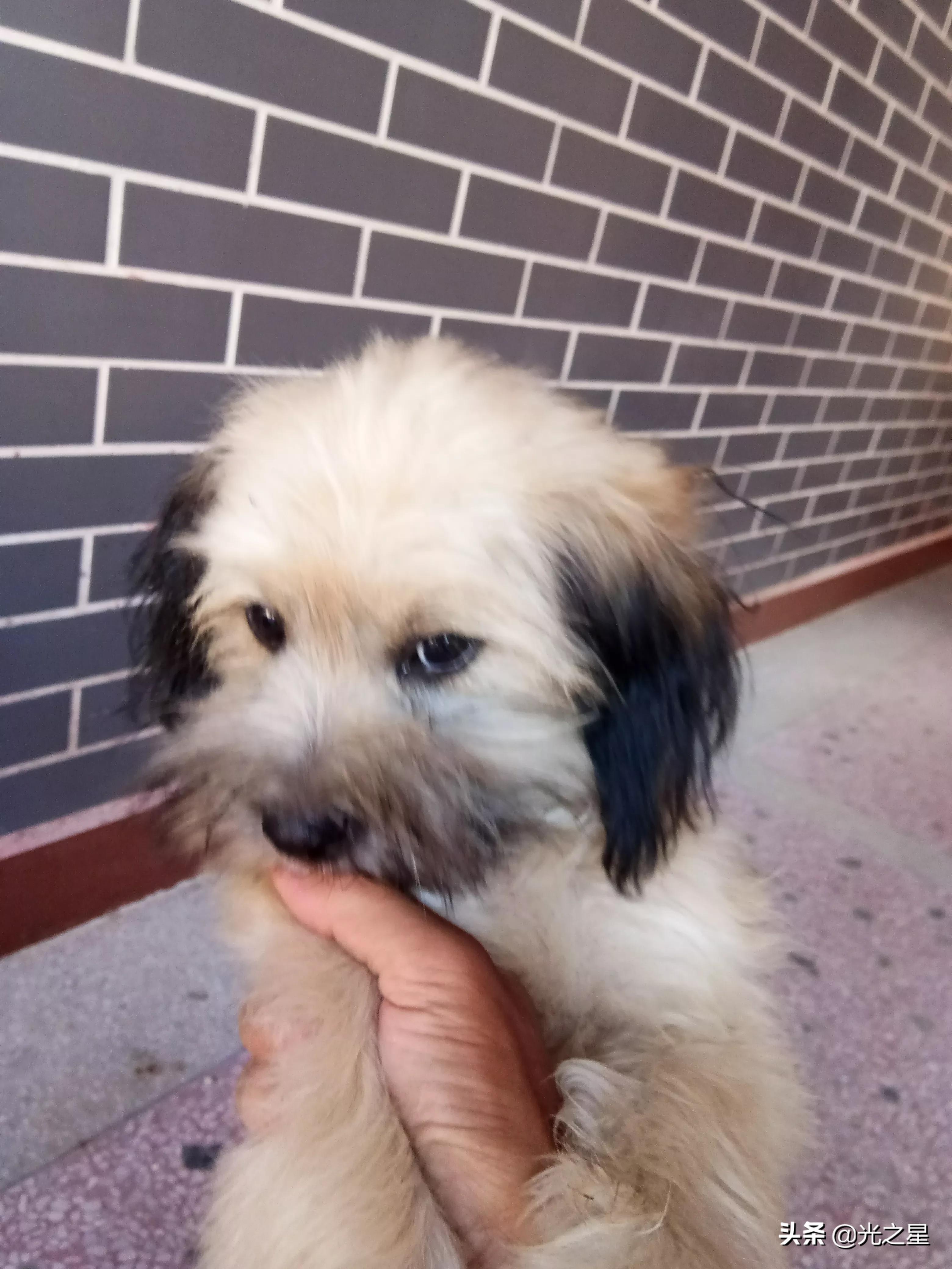 我的小狗原声,我的小狗朗读