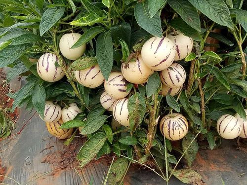 人参果的果实是什么样子的,人参果为什么是菌类植物的果实