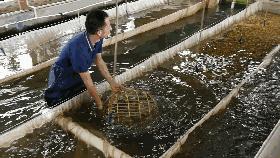 筛鱼神器小筛,4厘米宽的鱼筛可以筛多大的鱼