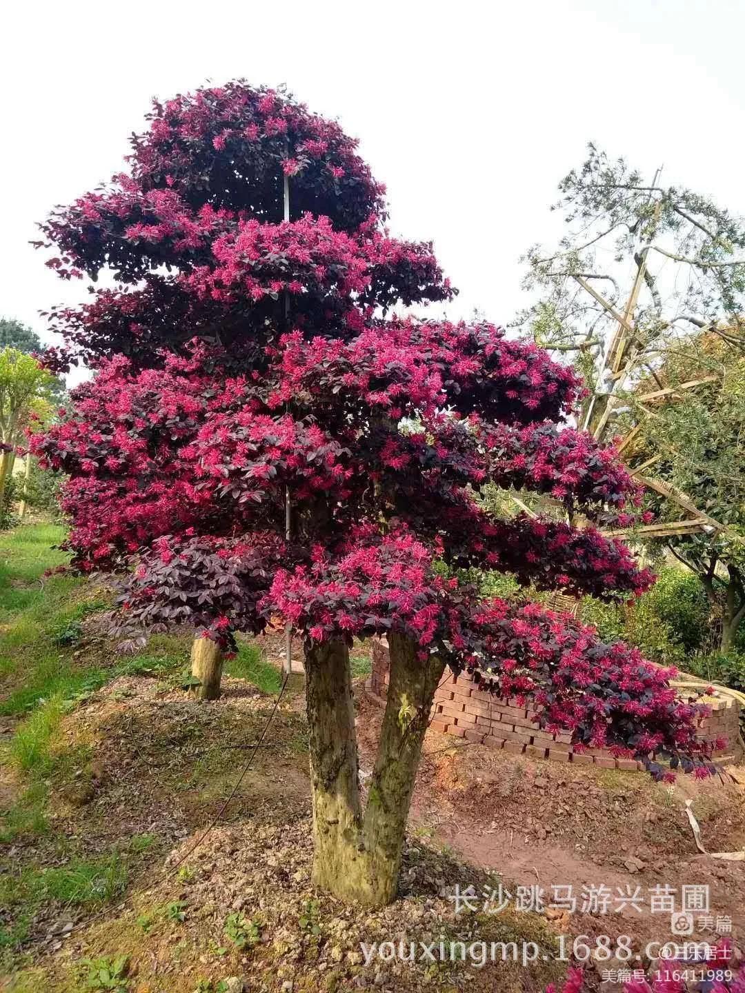 红花檵木的历史故事,白花檵木