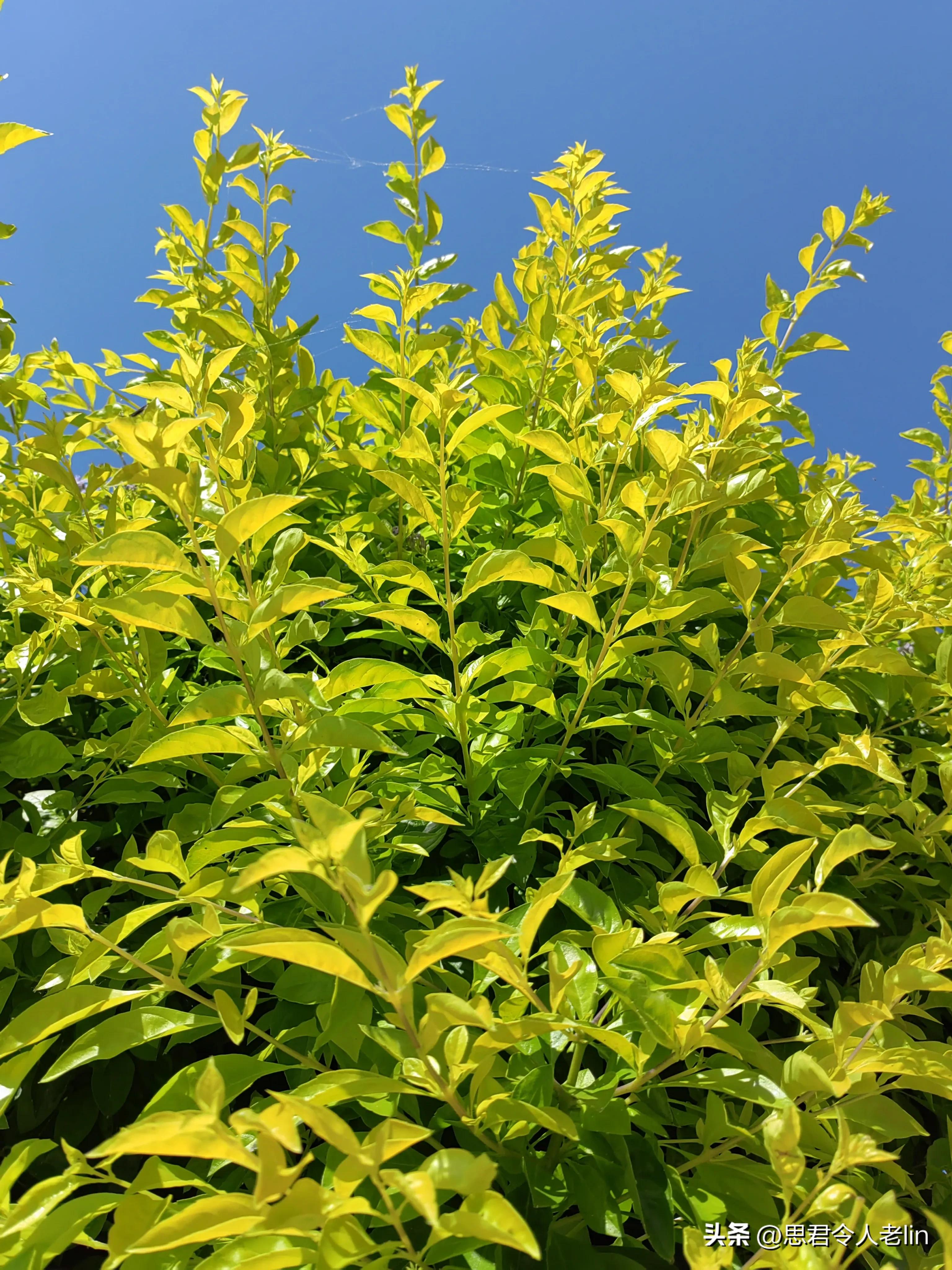 二年级上册中华经典诵读诗词,适合7岁孩子诵读的古诗词